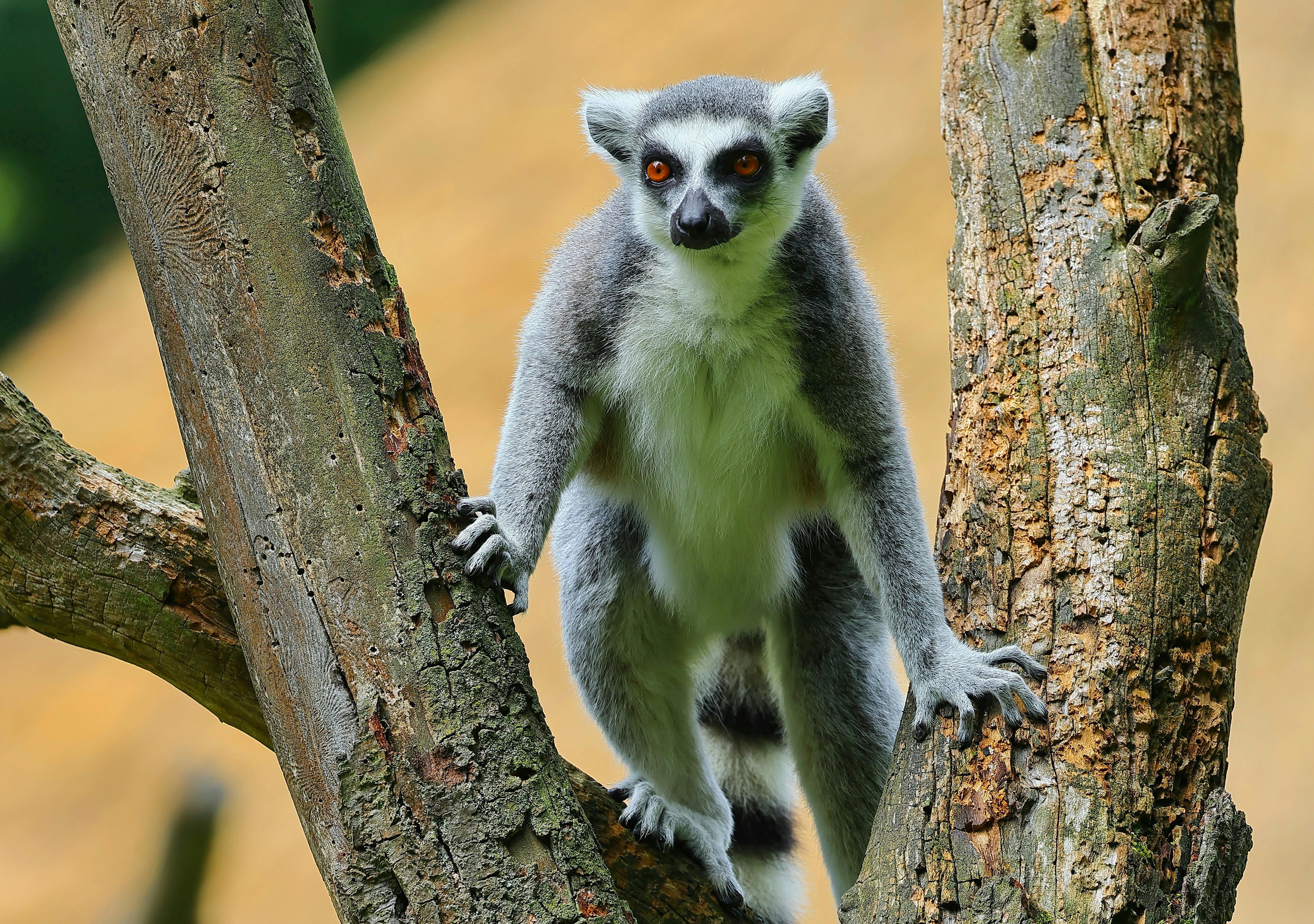 Lemur Start